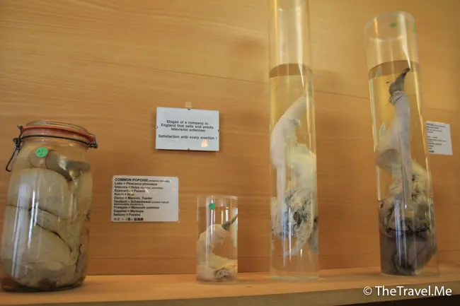 粗眉仔, 旅遊, Travel, 渡假, 觀光, sightseeing, 歐洲, 冰島, 北極, 瀑布, 熔岩, 冰山, Europe, Iceland, Golden Circle, 火山, volcano, Reykjavik, Akureyri, lake Myvatn, glacier, 冰川