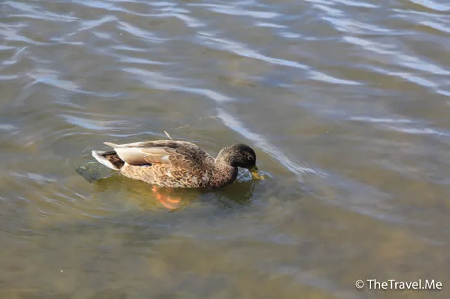 粗眉仔, 旅遊, Travel, 渡假, 觀光, sightseeing, 歐洲, 冰島, 北極, 瀑布, 熔岩, 冰山, Europe, Iceland, Golden Circle, 火山, volcano, Reykjavik, Akureyri, lake Myvatn, glacier, 冰川