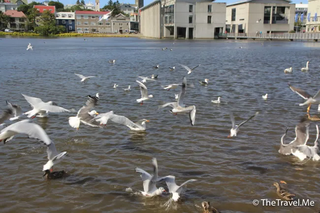 粗眉仔, 旅遊, Travel, 渡假, 觀光, sightseeing, 歐洲, 冰島, 北極, 瀑布, 熔岩, 冰山, Europe, Iceland, Golden Circle, 火山, volcano, Reykjavik, Akureyri, lake Myvatn, glacier, 冰川