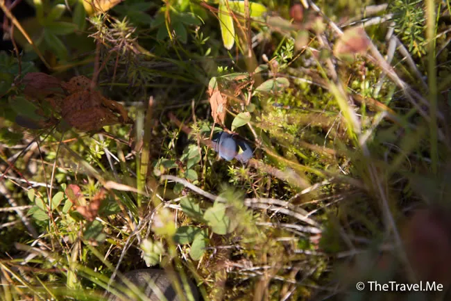 粗眉仔, 旅遊, Travel, 渡假, 觀光, sightseeing, 歐洲, 冰島, 北極, 瀑布, 熔岩, 冰山, Europe, Iceland, Golden Circle, 火山, volcano, Reykjavik, Akureyri, lake Myvatn, glacier, 冰川