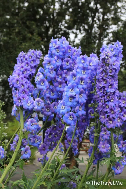 粗眉仔, 旅遊, Travel, 渡假, 觀光, sightseeing, 歐洲, 冰島, 北極, 瀑布, 熔岩, 冰山, Europe, Iceland, Golden Circle, 火山, volcano, Reykjavik, Akureyri, lake Myvatn, glacier, 冰川