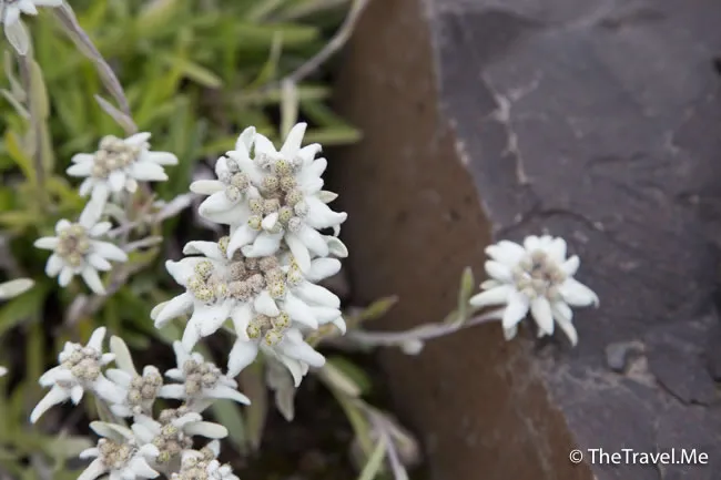 粗眉仔, 旅遊, Travel, 渡假, 觀光, sightseeing, 歐洲, 冰島, 北極, 瀑布, 熔岩, 冰山, Europe, Iceland, Golden Circle, 火山, volcano, Reykjavik, Akureyri, lake Myvatn, glacier, 冰川