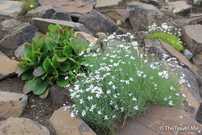 粗眉仔, 旅遊, Travel, 渡假, 觀光, sightseeing, 歐洲, 冰島, 北極, 瀑布, 熔岩, 冰山, Europe, Iceland, Golden Circle, 火山, volcano, Reykjavik, Akureyri, lake Myvatn, glacier, 冰川