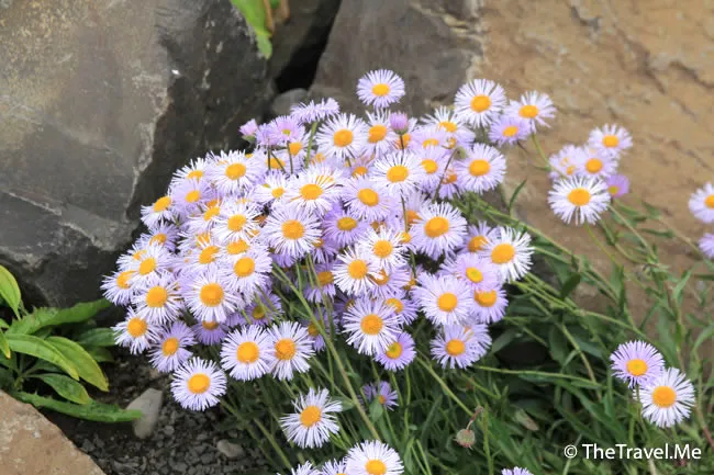 粗眉仔, 旅遊, Travel, 渡假, 觀光, sightseeing, 歐洲, 冰島, 北極, 瀑布, 熔岩, 冰山, Europe, Iceland, Golden Circle, 火山, volcano, Reykjavik, Akureyri, lake Myvatn, glacier, 冰川