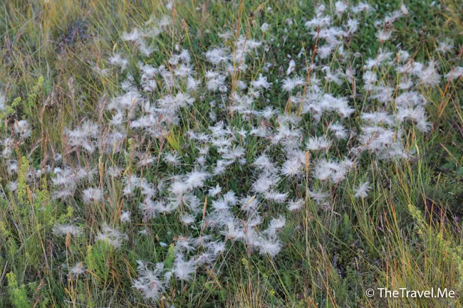 粗眉仔, 旅遊, Travel, 渡假, 觀光, sightseeing, 歐洲, 冰島, 北極, 瀑布, 熔岩, 冰山, Europe, Iceland, Golden Circle, 火山, volcano, Reykjavik, Akureyri, lake Myvatn, glacier, 冰川