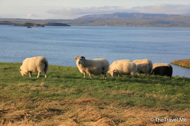 粗眉仔, 旅遊, Travel, 渡假, 觀光, sightseeing, 歐洲, 冰島, 北極, 瀑布, 熔岩, 冰山, Europe, Iceland, Golden Circle, 火山, volcano, Reykjavik, Akureyri, lake Myvatn, glacier, 冰川