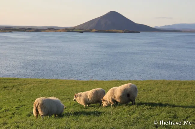 粗眉仔, 旅遊, Travel, 渡假, 觀光, sightseeing, 歐洲, 冰島, 北極, 瀑布, 熔岩, 冰山, Europe, Iceland, Golden Circle, 火山, volcano, Reykjavik, Akureyri, lake Myvatn, glacier, 冰川