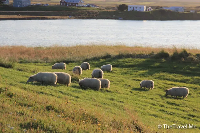 粗眉仔, 旅遊, Travel, 渡假, 觀光, sightseeing, 歐洲, 冰島, 北極, 瀑布, 熔岩, 冰山, Europe, Iceland, Golden Circle, 火山, volcano, Reykjavik, Akureyri, lake Myvatn, glacier, 冰川