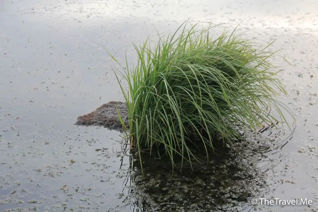 粗眉仔, 旅遊, Travel, 渡假, 觀光, sightseeing, 歐洲, 冰島, 北極, 瀑布, 熔岩, 冰山, Europe, Iceland, Golden Circle, 火山, volcano, Reykjavik, Akureyri, lake Myvatn, glacier, 冰川