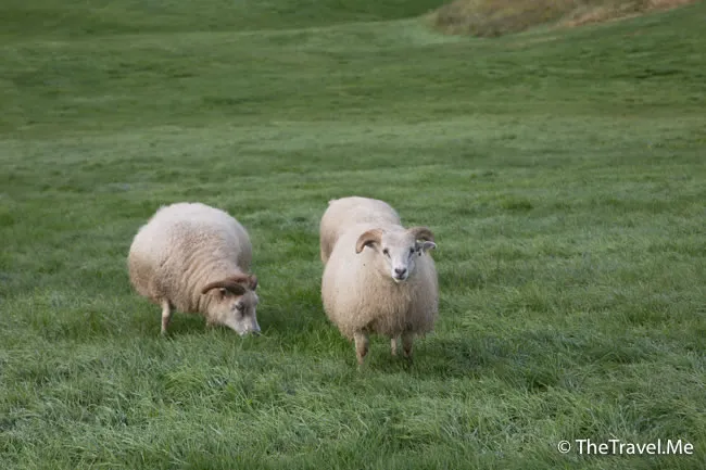 粗眉仔, 旅遊, Travel, 渡假, 觀光, sightseeing, 歐洲, 冰島, 北極, 瀑布, 熔岩, 冰山, Europe, Iceland, Golden Circle, 火山, volcano, Reykjavik, Akureyri, lake Myvatn, glacier, 冰川