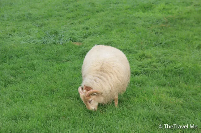 粗眉仔, 旅遊, Travel, 渡假, 觀光, sightseeing, 歐洲, 冰島, 北極, 瀑布, 熔岩, 冰山, Europe, Iceland, Golden Circle, 火山, volcano, Reykjavik, Akureyri, lake Myvatn, glacier, 冰川