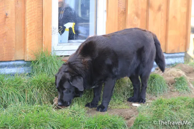 粗眉仔, 旅遊, Travel, 渡假, 觀光, sightseeing, 歐洲, 冰島, 北極, 瀑布, 熔岩, 冰山, Europe, Iceland, Golden Circle, 火山, volcano, Reykjavik, Akureyri, lake Myvatn, glacier, 冰川