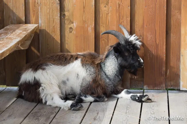 粗眉仔, 旅遊, Travel, 渡假, 觀光, sightseeing, 歐洲, 冰島, 北極, 瀑布, 熔岩, 冰山, Europe, Iceland, Golden Circle, 火山, volcano, Reykjavik, Akureyri, lake Myvatn, glacier, 冰川