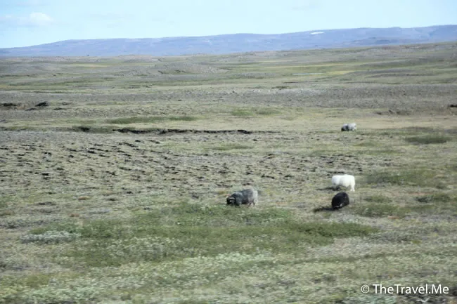 粗眉仔, 旅遊, Travel, 渡假, 觀光, sightseeing, 歐洲, 冰島, 北極, 瀑布, 熔岩, 冰山, Europe, Iceland, Golden Circle, 火山, volcano, Reykjavik, Akureyri, lake Myvatn, glacier, 冰川