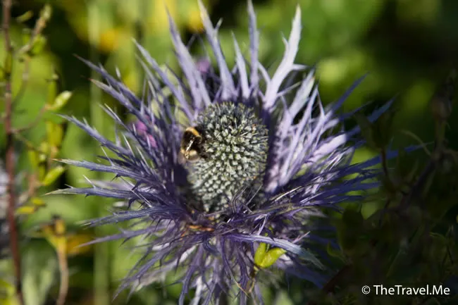 粗眉仔, 旅遊, Travel, 渡假, 觀光, sightseeing, 歐洲, 冰島, 北極, 瀑布, 熔岩, 冰山, Europe, Iceland, Golden Circle, 火山, volcano, Reykjavik, Akureyri, lake Myvatn, glacier, 冰川