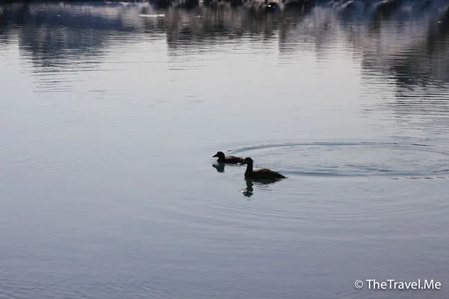 粗眉仔, 旅遊, Travel, 渡假, 觀光, sightseeing, 歐洲, 冰島, 北極, 瀑布, 熔岩, 冰山, Europe, Iceland, Golden Circle, 火山, volcano, Reykjavik, Akureyri, lake Myvatn, glacier, 冰川