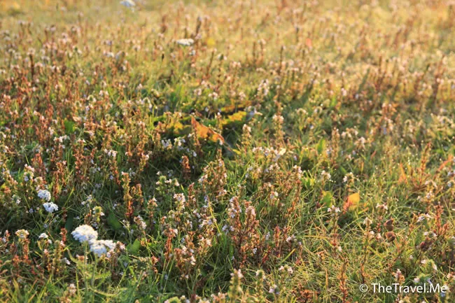 粗眉仔, 旅遊, Travel, 渡假, 觀光, sightseeing, 歐洲, 冰島, 北極, 瀑布, 熔岩, 冰山, Europe, Iceland, Golden Circle, 火山, volcano, Reykjavik, Akureyri, lake Myvatn, glacier, 冰川