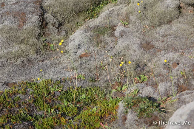 粗眉仔, 旅遊, Travel, 渡假, 觀光, sightseeing, 歐洲, 冰島, 北極, 瀑布, 熔岩, 冰山, Europe, Iceland, Golden Circle, 火山, volcano, Reykjavik, Akureyri, lake Myvatn, glacier, 冰川