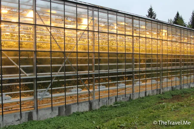 粗眉仔, 旅遊, Travel, 渡假, 觀光, sightseeing, 歐洲, 冰島, 北極, 瀑布, 熔岩, 冰山, Europe, Iceland, Golden Circle, 火山, volcano, Reykjavik, Akureyri, lake Myvatn, glacier, 冰川