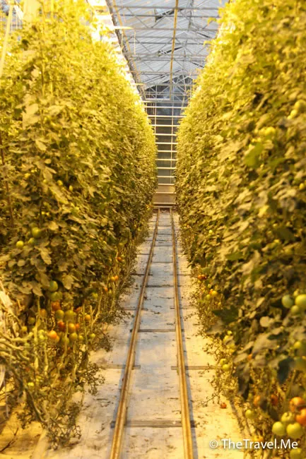 粗眉仔, 旅遊, Travel, 渡假, 觀光, sightseeing, 歐洲, 冰島, 北極, 瀑布, 熔岩, 冰山, Europe, Iceland, Golden Circle, 火山, volcano, Reykjavik, Akureyri, lake Myvatn, glacier, 冰川