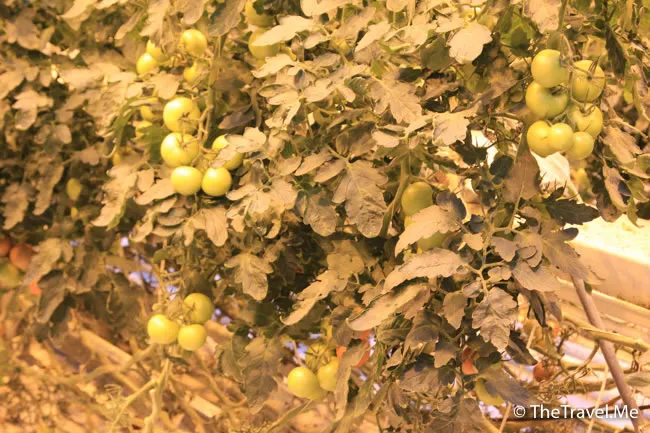 粗眉仔, 旅遊, Travel, 渡假, 觀光, sightseeing, 歐洲, 冰島, 北極, 瀑布, 熔岩, 冰山, Europe, Iceland, Golden Circle, 火山, volcano, Reykjavik, Akureyri, lake Myvatn, glacier, 冰川