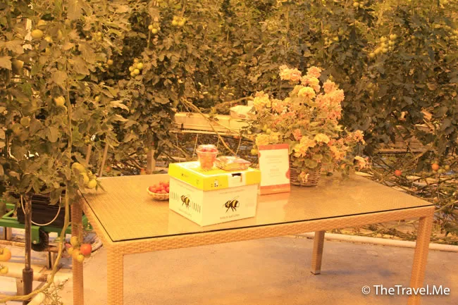 粗眉仔, 旅遊, Travel, 渡假, 觀光, sightseeing, 歐洲, 冰島, 北極, 瀑布, 熔岩, 冰山, Europe, Iceland, Golden Circle, 火山, volcano, Reykjavik, Akureyri, lake Myvatn, glacier, 冰川