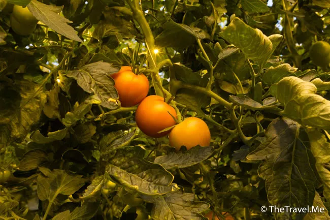 粗眉仔, 旅遊, Travel, 渡假, 觀光, sightseeing, 歐洲, 冰島, 北極, 瀑布, 熔岩, 冰山, Europe, Iceland, Golden Circle, 火山, volcano, Reykjavik, Akureyri, lake Myvatn, glacier, 冰川