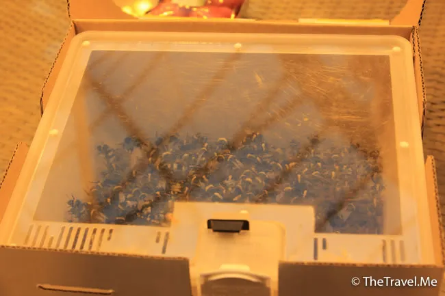 粗眉仔, 旅遊, Travel, 渡假, 觀光, sightseeing, 歐洲, 冰島, 北極, 瀑布, 熔岩, 冰山, Europe, Iceland, Golden Circle, 火山, volcano, Reykjavik, Akureyri, lake Myvatn, glacier, 冰川