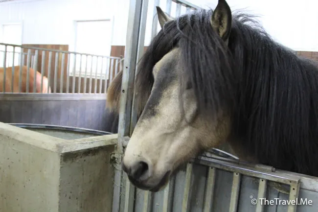 粗眉仔, 旅遊, Travel, 渡假, 觀光, sightseeing, 歐洲, 冰島, 北極, 瀑布, 熔岩, 冰山, Europe, Iceland, Golden Circle, 火山, volcano, Reykjavik, Akureyri, lake Myvatn, glacier, 冰川