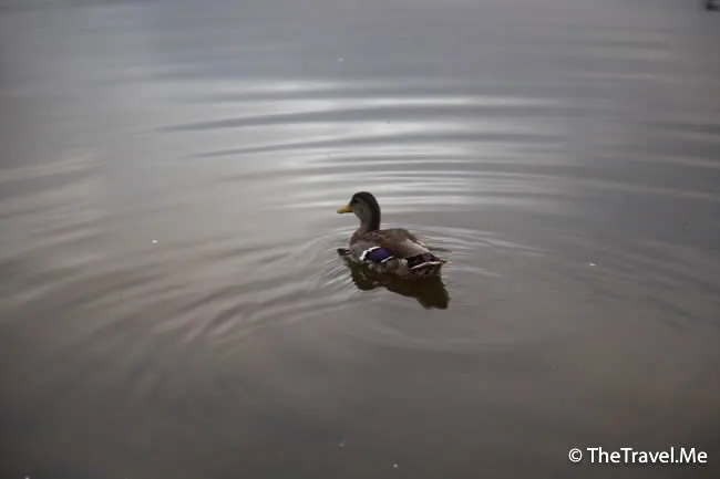 粗眉仔, 旅遊, Travel, 渡假, 觀光, sightseeing, 歐洲, 冰島, 北極, 瀑布, 熔岩, 冰山, Europe, Iceland, Golden Circle, 火山, volcano, Reykjavik, Akureyri, lake Myvatn, glacier, 冰川