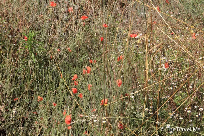 粗眉仔, 旅遊, 文化遺產, 藝術, 歐洲, 意大利, 梵蒂岡, 羅馬, 翡冷翠, 佛羅倫斯, 拿波里, 那不勒斯, 龐貝, 古蹟, 文藝復興, travel, Europe, Italy, Rome, Napoli, Florence, Renaissance, Pompeii, relics, Vatican