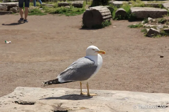 粗眉仔, 旅遊, 文化遺產, 藝術, 歐洲, 意大利, 梵蒂岡, 羅馬, 翡冷翠, 佛羅倫斯, 拿波里, 那不勒斯, 龐貝, 古蹟, 文藝復興, travel, Europe, Italy, Rome, Napoli, Florence, Renaissance, Pompeii, relics, Vatican