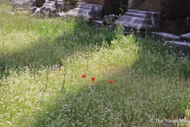 粗眉仔, 旅遊, 文化遺產, 藝術, 歐洲, 意大利, 梵蒂岡, 羅馬, 翡冷翠, 佛羅倫斯, 拿波里, 那不勒斯, 龐貝, 古蹟, 文藝復興, travel, Europe, Italy, Rome, Napoli, Florence, Renaissance, Pompeii, relics, Vatican
