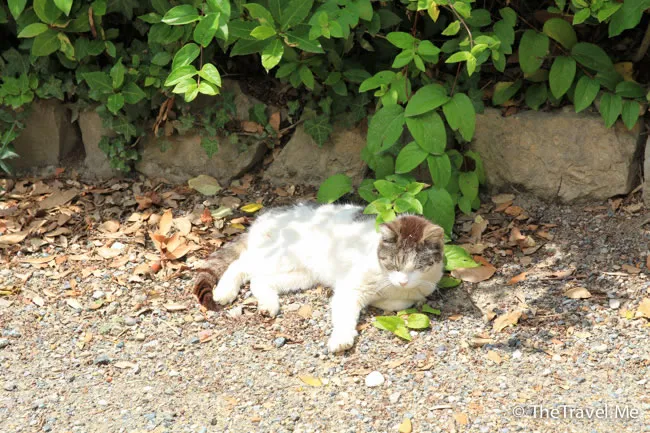 粗眉仔, 旅遊, 文化遺產, 藝術, 歐洲, 意大利, 梵蒂岡, 羅馬, 翡冷翠, 佛羅倫斯, 拿波里, 那不勒斯, 龐貝, 古蹟, 文藝復興, travel, Europe, Italy, Rome, Napoli, Florence, Renaissance, Pompeii, relics, Vatican