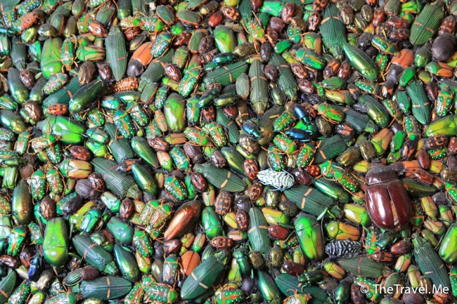 粗眉仔, 旅遊, 文化遺產, 藝術, 歐洲, 意大利, 梵蒂岡, 羅馬, 翡冷翠, 佛羅倫斯, 拿波里, 那不勒斯, 龐貝, 古蹟, 文藝復興, travel, Europe, Italy, Rome, Napoli, Florence, Renaissance, Pompeii, relics, Vatican