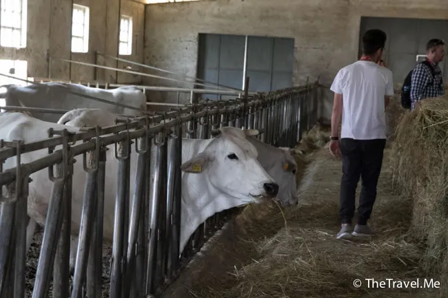 粗眉仔, 旅遊, 文化遺產, 藝術, 歐洲, 意大利, 梵蒂岡, 羅馬, 翡冷翠, 佛羅倫斯, 拿波里, 那不勒斯, 龐貝, 古蹟, 文藝復興, travel, Europe, Italy, Rome, Napoli, Florence, Renaissance, Pompeii, relics, Vatican