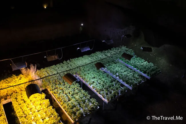 粗眉仔, 旅遊, 文化遺產, 藝術, 歐洲, 意大利, 梵蒂岡, 羅馬, 翡冷翠, 佛羅倫斯, 拿波里, 那不勒斯, 龐貝, 古蹟, 文藝復興, travel, Europe, Italy, Rome, Napoli, Florence, Renaissance, Pompeii, relics, Vatican