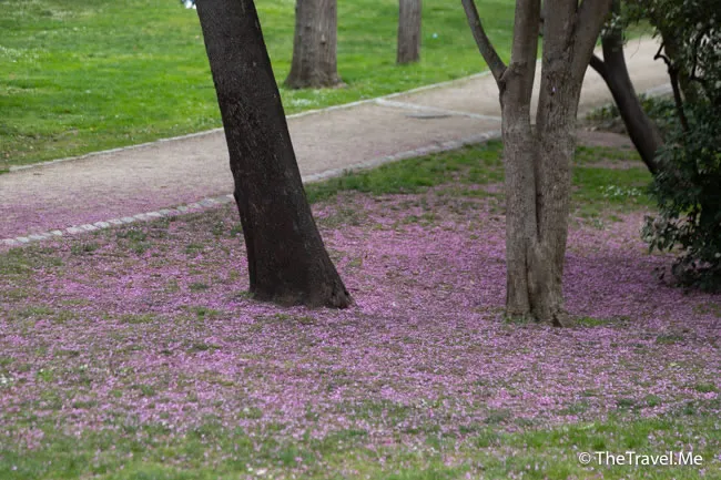 旅遊, Travel, 渡假, 觀光, sightseeing, 歐洲, europe, 西班牙, spain, 馬德里, Madrid, 沙拉哥薩, Zaragoz, 巴塞隆拿, Barcelona, 美食, delicacies