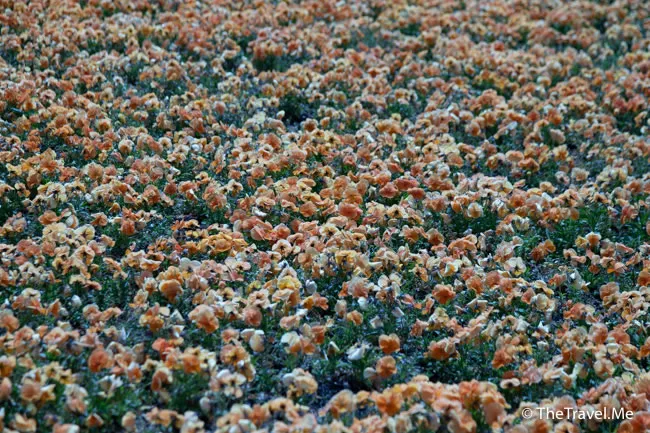 旅遊, Travel, 渡假, 觀光, sightseeing, 歐洲, europe, 西班牙, spain, 馬德里, Madrid, 沙拉哥薩, Zaragoz, 巴塞隆拿, Barcelona, 美食, delicacies