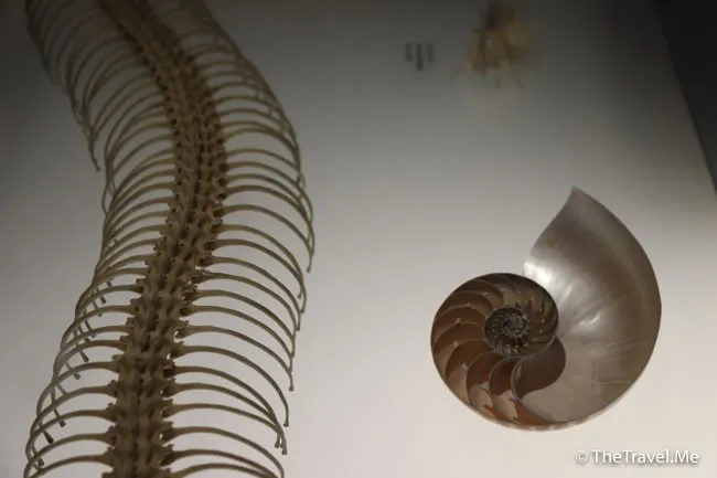 旅遊, Travel, 渡假, 觀光, sightseeing, 歐洲, europe, 西班牙, spain, 馬德里, Madrid, 沙拉哥薩, Zaragoz, 巴塞隆拿, Barcelona, 美食, delicacies